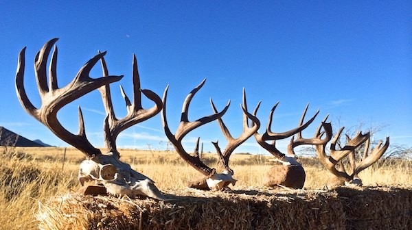 Hunt Coues Whitetail in Mexico Info