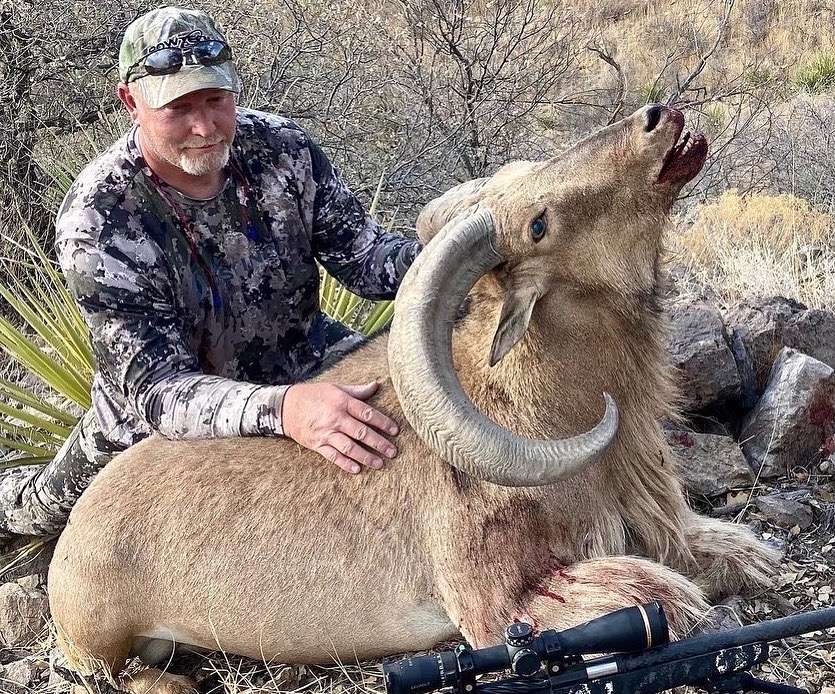 Aoudad Barbary Sheep Hunting in Texas Info