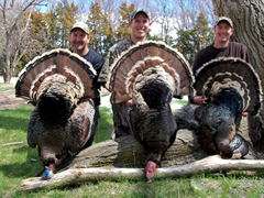 Merriam’s Turkey Hunting in Nebraska Info
