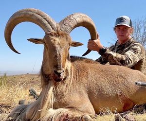 Hunt Texas Aoudad